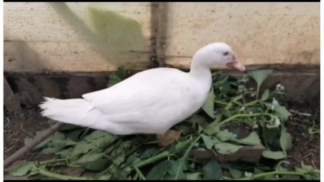 Вырасли - не узнать! смотреть онлайн