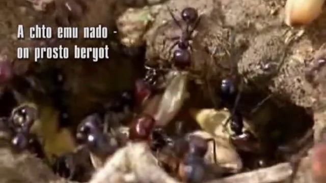 Время Срать и У'Рок - Работай-шуруй смотреть онлайн