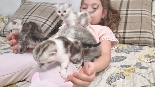 Маленькие котята это антистресс для Ребенка ? Ребенок играет а котята изучают территорию смотреть онлайн