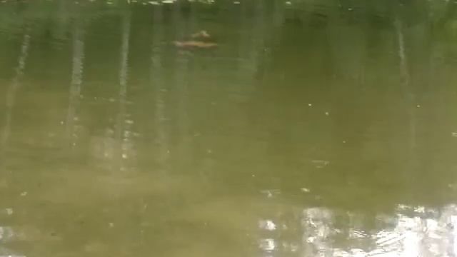 чистая река хопер смотреть онлайн