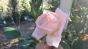 Мой розовый сад