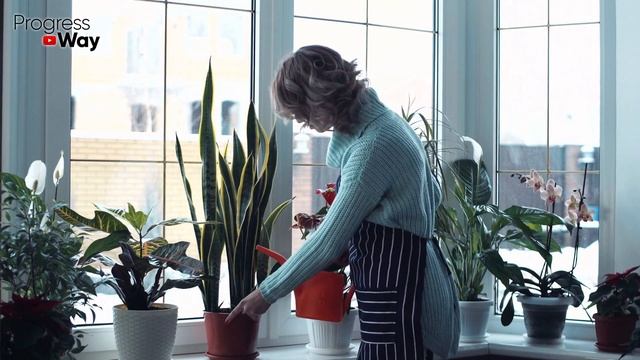 Почему Фиалки Не Цветут? Если Знать Эти 7 Причин Они Будут Цвести Всегда! смотреть онлайн