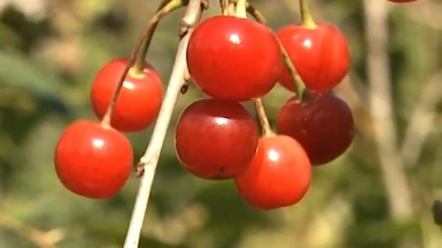 Подробные советы по уходу за вишней смотреть онлайн