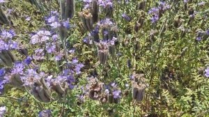 Фацелия.Технология.Посев Стрип тилл. КФХ "Терра Ностра".