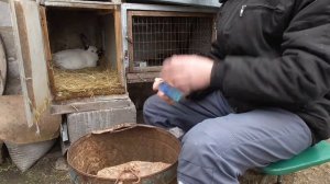 Заболевания глаз кроликов. Лечим!