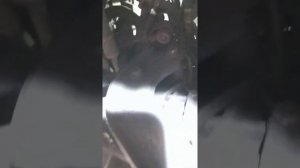 лачетти снятие КПП