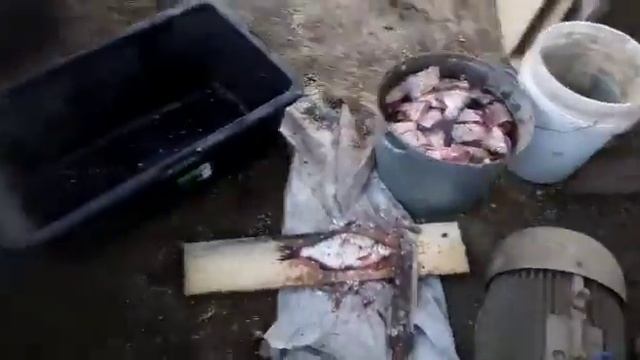 Что делать чтобы куры постояноо несли яйца? смотреть онлайн