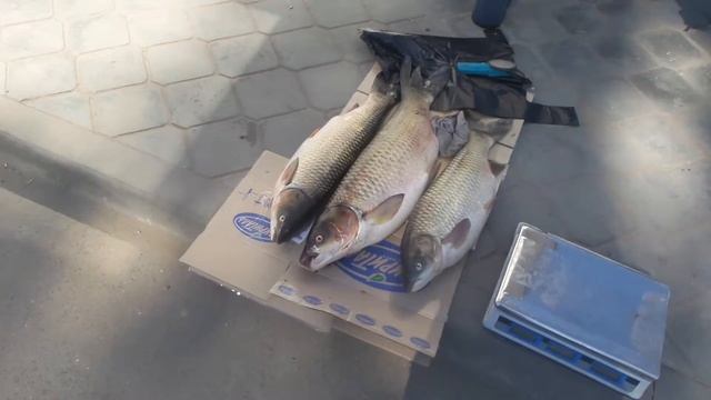 Рыбу продают