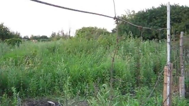 Как сделать БЮДЖЕТНЫЙ забор на огород или дачу. смотреть онлайн