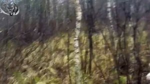 Охота на кабана лося медведя. Лучшие моменты