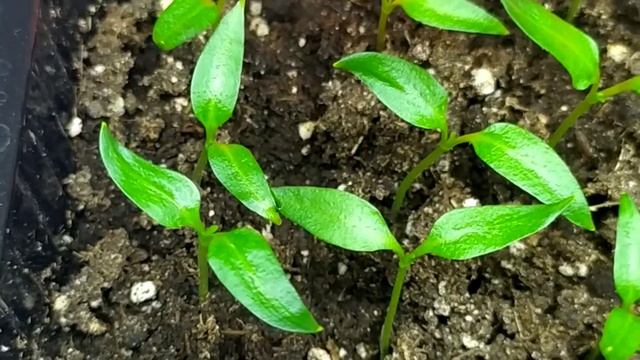 Рассада перца, сажаю много. Пересаживаю кобею, пеларгонии. Инкубация. смотреть онлайн