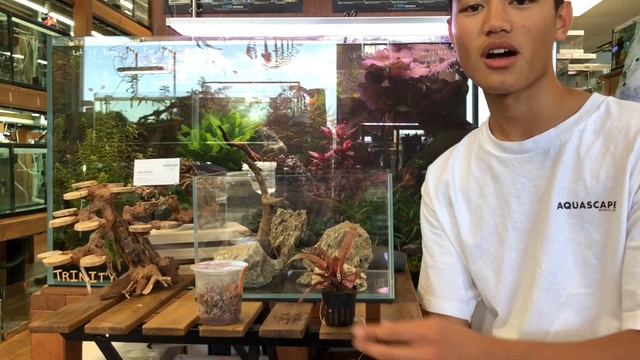 Aquarium Plants 101 - Crypto Wendtii Pink Panther & Pink Flamingo смотреть онлайн