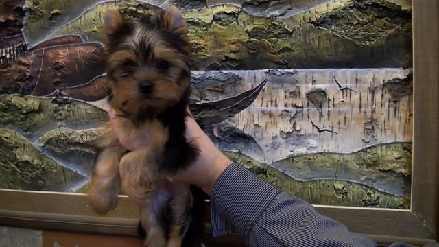 девочка-Фиттера от Панды Шарм смотреть онлайн