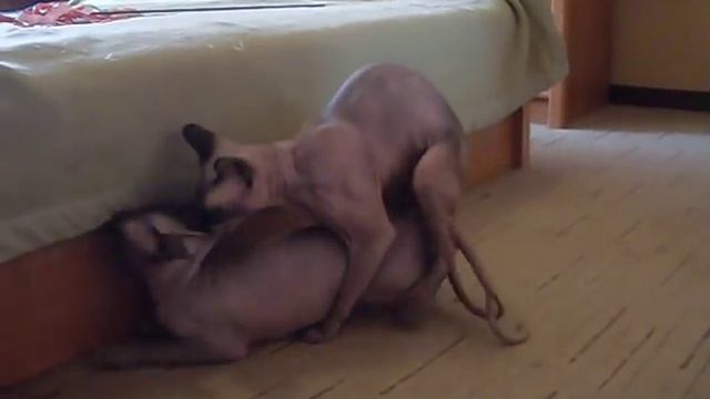 Два ОБАЛДЕННЫХ сфинкса ! Вязка кот Амур и Лариса SDC16971 смотреть онлайн