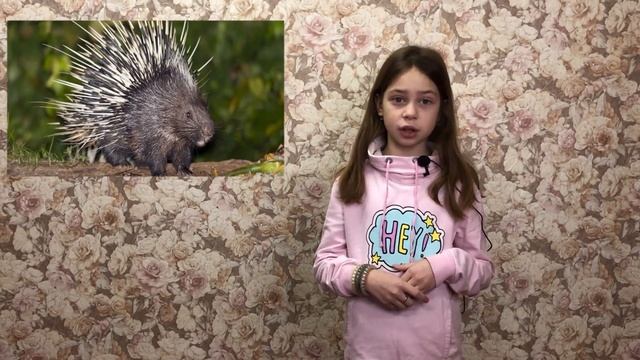 Зачем дикобразам острые иголки? смотреть онлайн