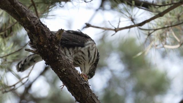 sparrow hawk eat zitting cisticola смотреть онлайн