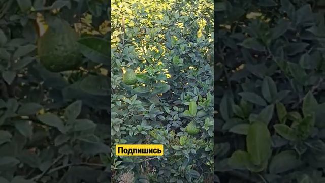 Вот так растёт помело #сочи смотреть онлайн