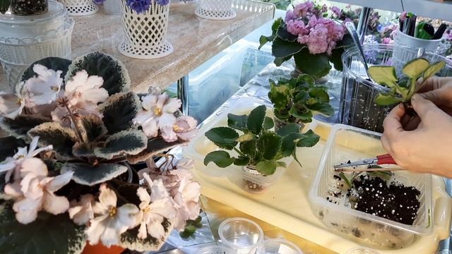 Фиалочные будни! Часть1. Проблемный лист всё таки дал деток! От посадки листа до пересадки деток 9 смотреть онлайн