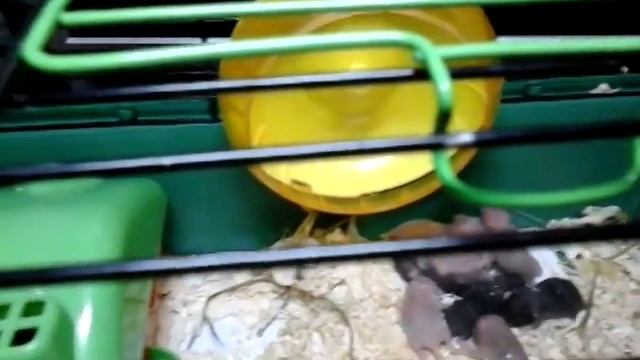 дети хомяка смотреть онлайн