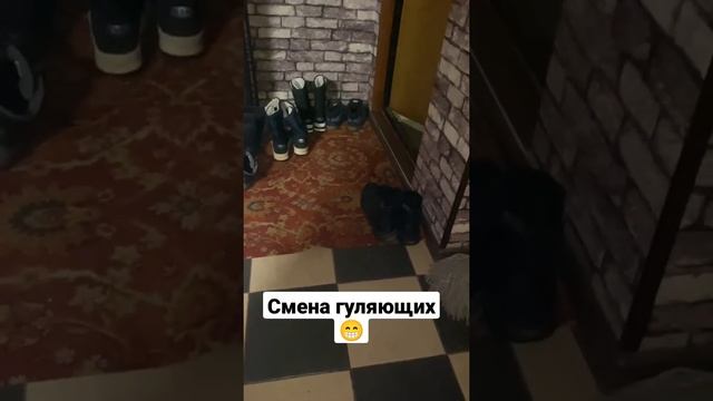 Гуляние это святое#мопс#чихуахуа#Фиби#Джо#мистерминимопс смотреть онлайн