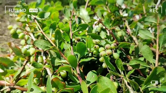 Berberis vulgaris (cutting) смотреть онлайн