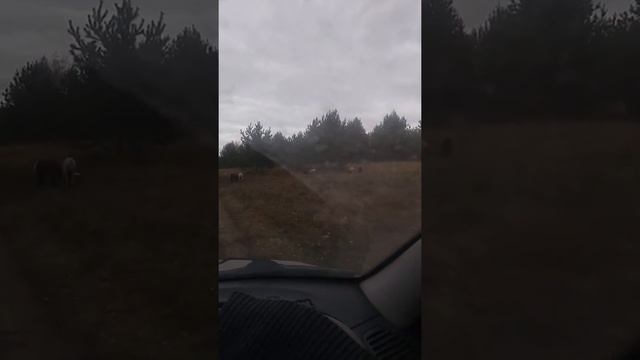 Встретили в лесу кабанов и свиней смотреть онлайн