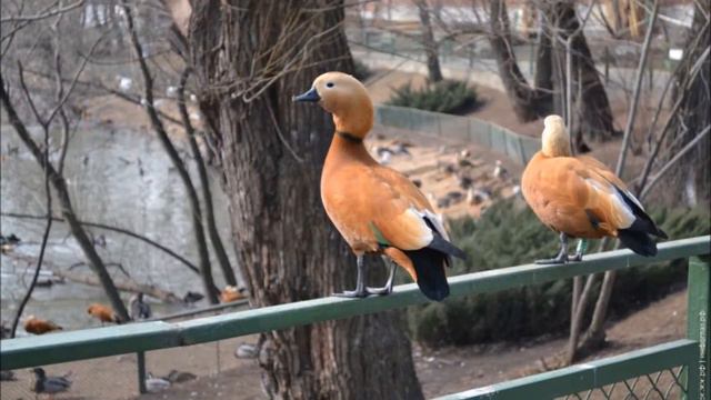 Весна в московском зоопарке смотреть онлайн
