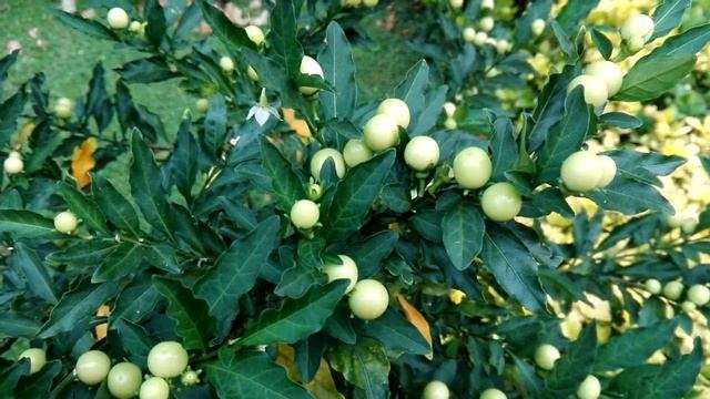 Solanum pseudocapsicum (Jerusalem-cherry) смотреть онлайн