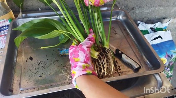 Почему желтеют листья спатифилиума. Как спасти женское счастье#антуриум#спатифиллум #spathiphyllum