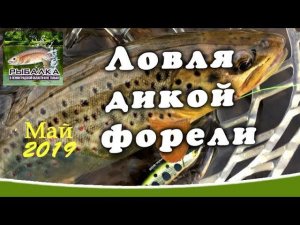 Ловля дикой форели на спиннинг. Рыбалка в Ленинградской области. Радужная форель в пруду. (май 2019)