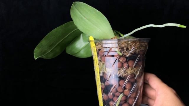 兰花-Phalaenopsis amboinensis flava x Yaphon Hsiangor 的养护和欣赏 смотреть онлайн