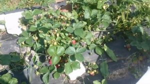 Флер — ранний, вкусный, щедрый. Особенности выращивания сорта клубники Флер.