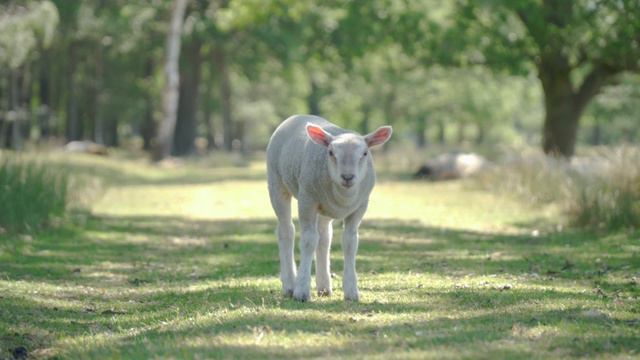 Collection Of Animals - Коллекция красивых животных под музыку| Relax | Релакс - видео.4KULTRAHD