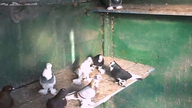 декоративные голуби 1 смотреть онлайн