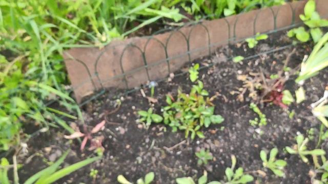 46#Рассада замерзла!/Остались без рассады!#дача #огород #сибирь #рассада смотреть онлайн