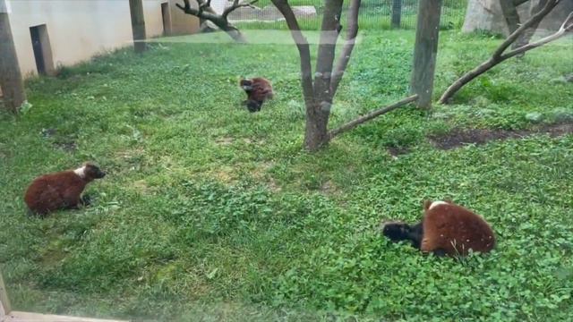 Школьные гуляния / В магазине Lidl / День рождения в зоопарке смотреть онлайн