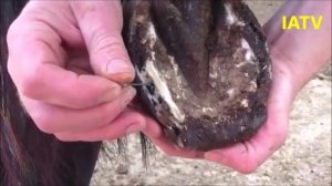 Лошадь. Хромота. Гной в копытах. Лак для связывания