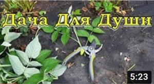 Обрезка МАЛИНЫ летом: зачем? когда? сколько?