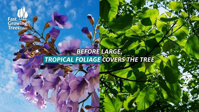 Royal Empress Tree - Fastest Growing Tree in the World. смотреть онлайн