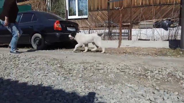 Эврика щенок САО 3 с половиной месяца