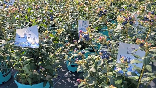 Vaccinium Perpetua® (Blueberry) // Pick & "Come Again" Blueberry That Crops For A VERY LONG Season смотреть онлайн