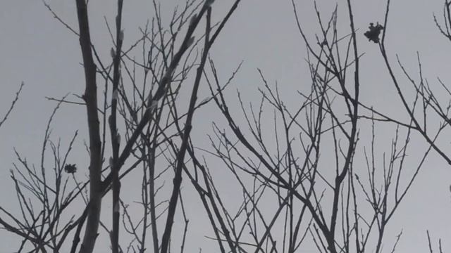 Чудо Божие, на праздник введения во храм Причистой Богородицы. смотреть онлайн