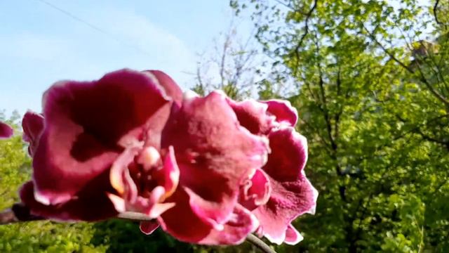 Фаленопсис Каменная роза бабочка смотреть онлайн