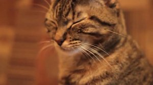 Canon 500D   50mm f1 8 II   720P