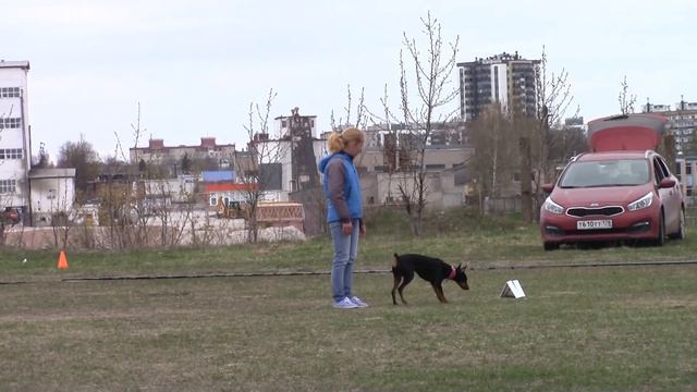 Попова Надежда Немецкий пинчер Legendorf Regina Rhiannon сдача ОБД 1 06.05.17 псков смотреть онлайн