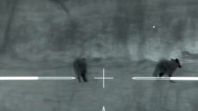 ?ОХОТА НА КАЙОТОВ С ТЕПЛОВИЗОРОМ ВЫСОКОГО РАЗРЕШЕНИЯ. 50 КАЙОТОВ БЫЛО ОТСТРЕЛЯНО ЗА НЕСКОЛЬКО МИНУТ смотреть онлайн
