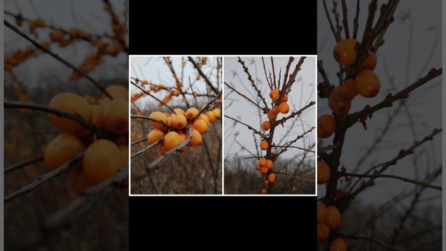 Осень, и ягода как же жаль, что уже осень, а скоро зима .