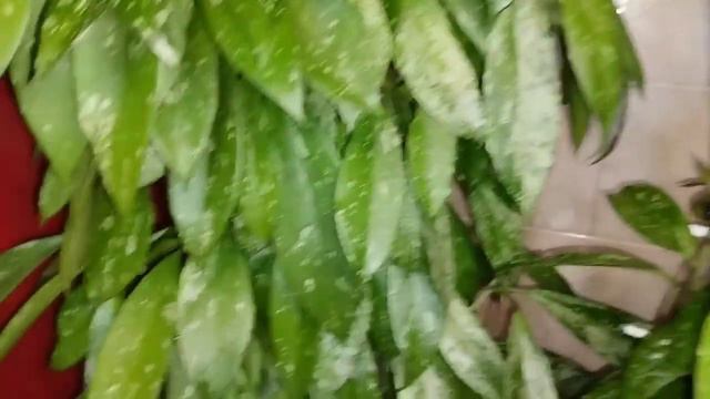 Hoya Pubicalyx Хойя пубикаликс