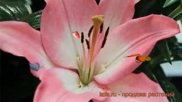 Лилия ла-гибрид Албуфейра (lilium albuferia) ? Албуфейра обзор: как сажать, луковицы лилии Албуфейр смотреть онлайн