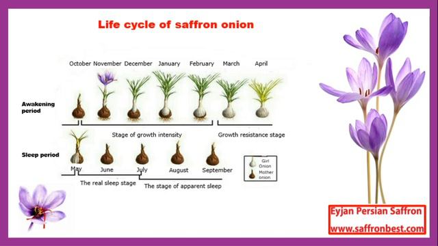 Saffron greenhouse in brief смотреть онлайн